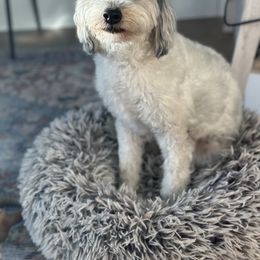 Poppy - Aussiedoodle