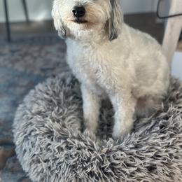 Poppy - Aussiedoodle