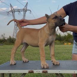 Fawn - ears are cropped - Fawn female Perro de Presa Canario puppy in Leitchfield, Kentucky from Rey Gladiador Presa Canario