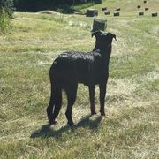 Beauceron All Grown Up from Bergers du Jalbert