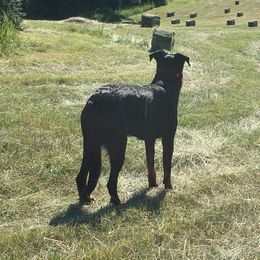 Beauceron All Grown Up from Bergers du Jalbert