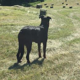 Beauceron All Grown Up from Bergers du Jalbert