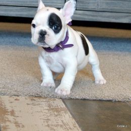 Bullmastiff and French Bulldog Puppies from Circle J Ranch