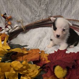 Reese - Black and tan male Pembroke Welsh Corgi puppy in Anton, Texas from X Bar's Lil Legs of Texas