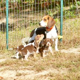 Beagle, Jack Russell Terrier, and Russell Terrier Puppies from Mountain Top