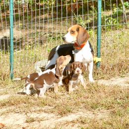 Beagle, Jack Russell Terrier, and Russell Terrier Puppies from Mountain Top