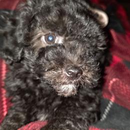 Mambo - Black male Maltipoo puppy in Arkansas from Brew House