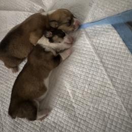 Pembroke Welsh Corgi Puppies from Sugarbush Corgis
