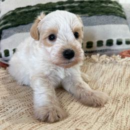 ChaCha - Wheaten female Miniature Schnauzer puppy in La Mirada, California from SchnauzersRus