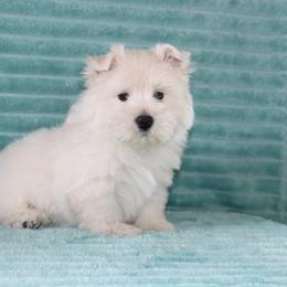Cairn Terrier and West Highland White Terrier Puppies from Linda’s Lovable Pups