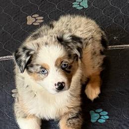 Marie - Blue merle female Miniature Australian Shepherd puppy in Myakka City, Florida from Gable A Aussies