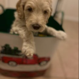 Goldendoodle Puppies from Tina Armstrong's Doodles