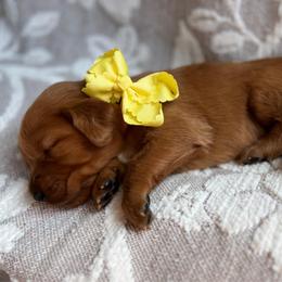 Lemon - Dark golden male Golden Retriever puppy in Moses Lake, Washington from Dune Lakes Goldens