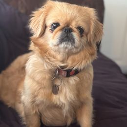 Baby - Pekingese