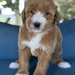 Missy - purple - Red  female Goldendoodle puppy in Yuciapa, California from AlltheDoodlez_