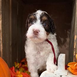 Cedar - Brown and white male Bernedoodle puppy in Gilbert, Arizona from The Berne Barn... it’s a Doodle thing!