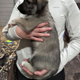 Orange - Black and white male Companion Cross puppy in Summerfeld, Florida from Amazing Standard Schnauzers