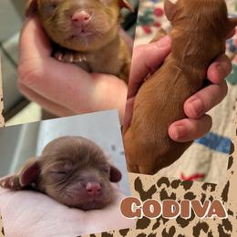 Godiva - Ruby female Cavalier King Charles Spaniel puppy in Oppelo, Arkansas from Liberty Acres Puppies