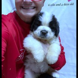 Pink Collar - Mahogany and white female Saint Bernard puppy in New Philadelphia, Ohio from Fletchers Saints