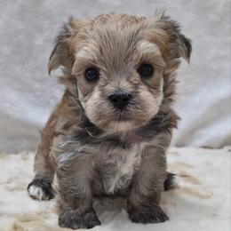 Cider - Gold male Morkie puppy in Monticello, Iowa from Ashley’s Puppies