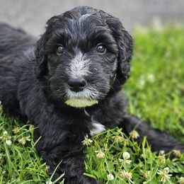 Isaac - Black and white Sheepadoodle puppy in Egg Harbor City, New Jersey from Doodles by Starlight