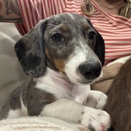 Dachshund Puppies from ♥ MDachs ♥