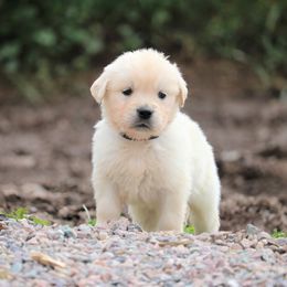 Golden Retriever Puppies from Grizzly Kennels