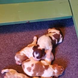Boy 3 - Orange and white male Brittany puppy in North Hampton, New Hampshire from Birch Spring Brittanys