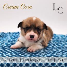 Cream Corn - Red male Pembroke Welsh Corgi puppy in Pine Village, Indiana from NL Horsemanship