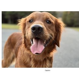 Golden Retrievers from Companion Goldens of the Carolinas