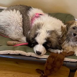 Pyrenean Mastiff All Grown Up from Bella Dulce