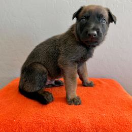 Bane (Red) - Black sable male Belgian Malinois puppy in Buckeue, Arizona from Légende Vivante Du Chief Kennel