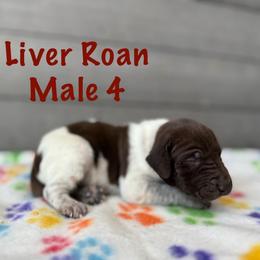 Blitz - Liver roan male German Shorthaired Pointer puppy in Axton, Virginia from Red Clay Kennels