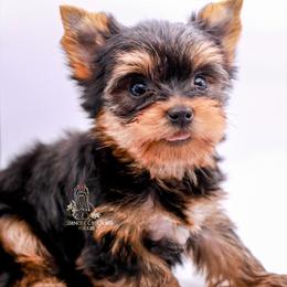 Yorkshire Terrier Puppies from Essence of Grace Yorkies