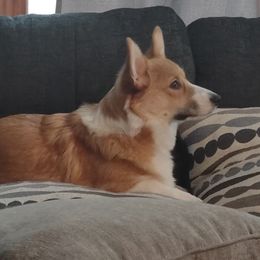 Fern - Pembroke Welsh Corgi