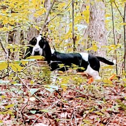 Basset Hound Puppies from Orange Mountain Basset Hounds