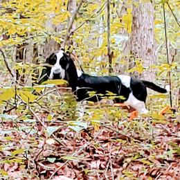 Basset Hound Puppies from Orange Mountain Basset Hounds