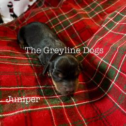 Dachshund Puppies from The Greyline Dogs