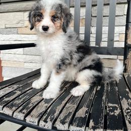 Lori - Blue merle female Bernedoodle puppy in Holtwood, Pennsylvania from Country Ridge Puppies