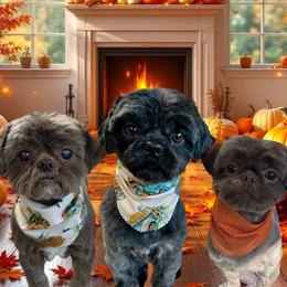 Shih Tzus from Nancy's Cuddle Babies