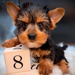 Boy 1 standard - Black and tan male Yorkshire Terrier puppy in Machesney Park, Illinois from Three Yorkie Family