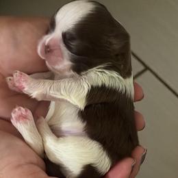 Boy 1 - Liver and white male Shih Tzu puppy in Ocala, Florida from Mimi's Shih-tzus of Ocala