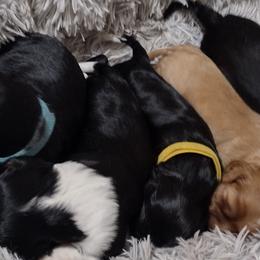 Cavalier King Charles Spaniels, Cavapoos, and Poodles from Marta's Cavaliers