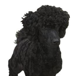 Prince - Poodle