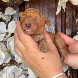 Milton - Red  female Goldendoodle puppy in Enumclaw, Washington from Owen-a-Doodle
