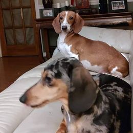 Dachshunds from Sylvia Courtney's Dachshund
