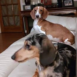 Dachshunds from Sylvia Courtney's Dachshund