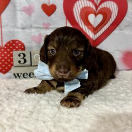 Boy one - Chocolate and cream male Dachshund puppy in Lakeland, Florida from Ruthie’s Rich Mini Dachshunds