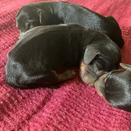 Sailor - Black and tan male Dachshund puppy in Brave, Pennsylvania from Maple Moon Mini Dachshunds