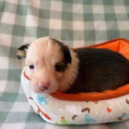 5 - Sable male Pembroke Welsh Corgi puppy in Boyd, Texas from Barker's Corgis